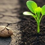 Seeds and Growth